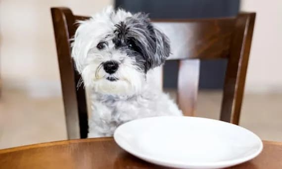 Czy pies może jeść kiełbasę? Zobacz, co może mu zaszkodzić Czy pies może jeść kiełbasę? Zobacz, co może mu zaszkodzić